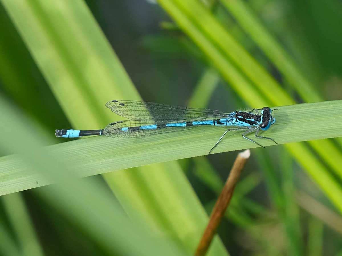 Coenagrion_pulchellum